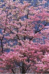 《恐鬼症》发布2025年更新路线图 新地图和季节性活动等